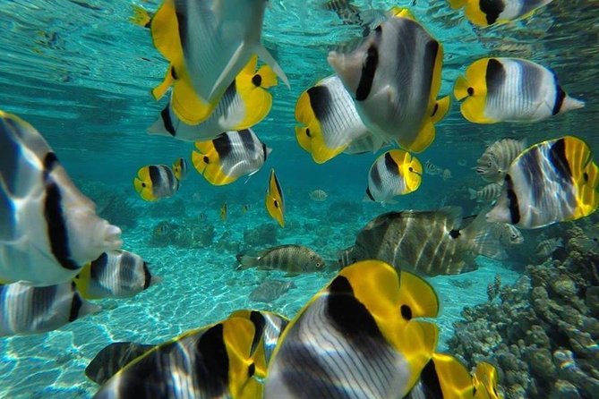 1/2 day Tahaa coral garden - departure Raiatea / ideal for cruise passengers - Fish, clams, and a real reef instead of a tank