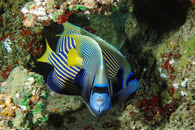 1/2 day Tahaa coral garden - departure Raiatea / ideal for cruise passengers - Why the guides matter so much