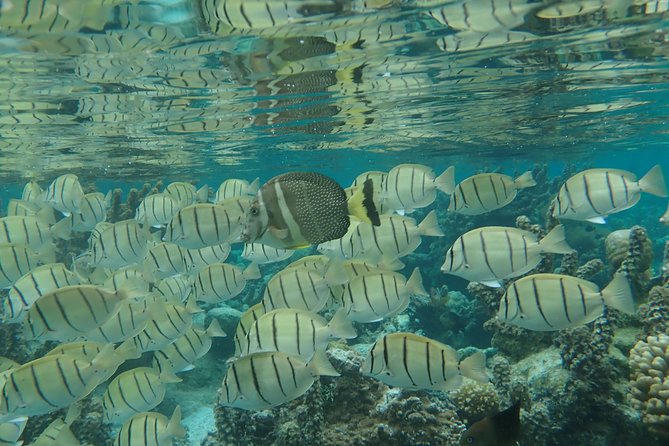 1/2 day Tahaa coral garden - departure Raiatea / ideal for cruise passengers - Who will enjoy this outing most