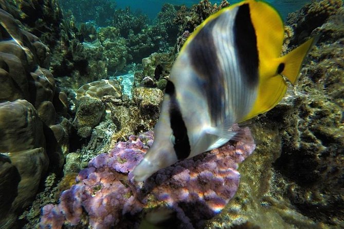 1/2 day Tahaa coral garden - departure Raiatea / ideal for cruise passengers - Small details that make the day better