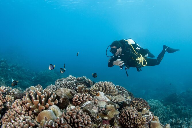 1 Afternoon Dive for Certified Divers in Bora Bora - Choosing between lagoon and reef
