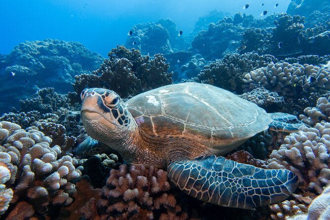 1 Afternoon Dive for Certified Divers in Bora Bora - Marine life you might see