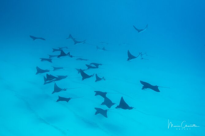 1 Afternoon Dive for Certified Divers in Bora Bora - Who can take part