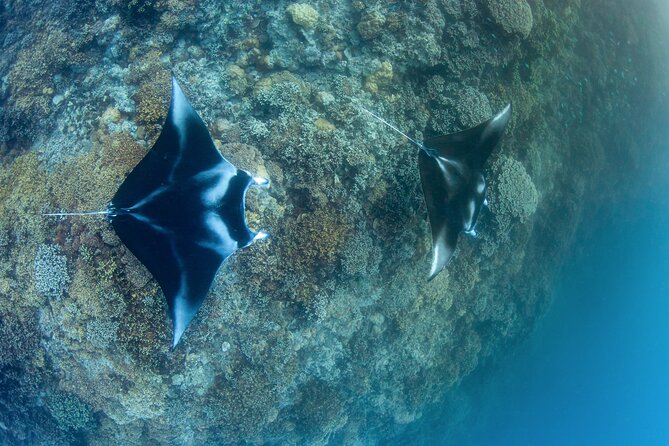 2 Dives in the morning for certified divers in Bora Bora - Key points to know before you book