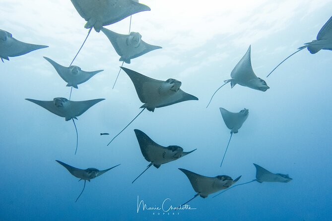 2 Dives in the morning for certified divers in Bora Bora - A four-hour start in Bora Bora