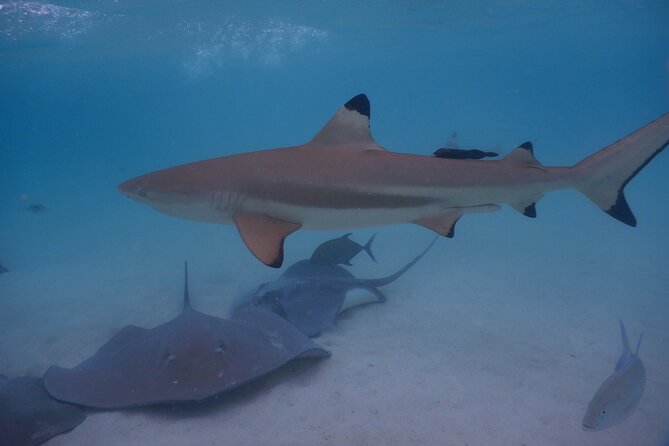 2 hours discovery tour of Moorea by Jet Ski - Swimming With Stingrays and Blacktip Sharks