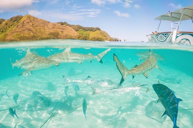 3-hour Lagoon Snorkeling Tour - Shared Tour - The first swim: stingrays and blacktip reef sharks