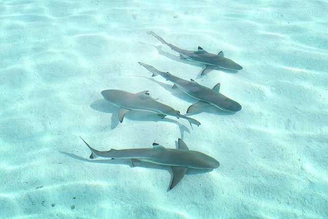 3-hour Lagoon Snorkeling Tour - Shared Tour - Fresh fruit, drinks, and a welcome pause