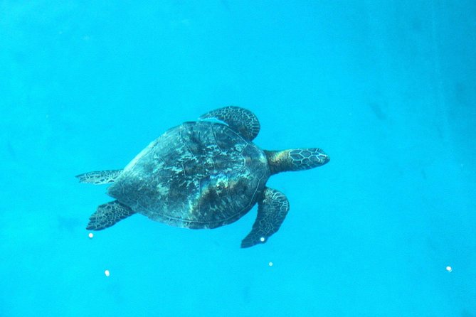 3-hour Lagoon Snorkeling Tour - Shared Tour - What the guides add to the price