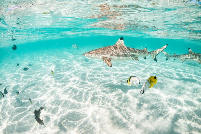 3-Hour Snorkeling Tour - Fruit, drinks, and the little comforts