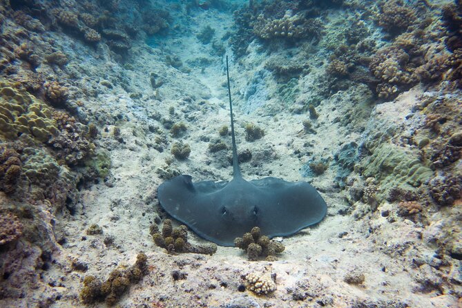 3h dolphin and snorkeling tour in a wild lagoon with Mobydick - Why Paea is a smart base for this outing