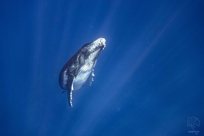 3h dolphin and snorkeling tour in a wild lagoon with Mobydick - Snorkeling among Mara’a’s coral pools