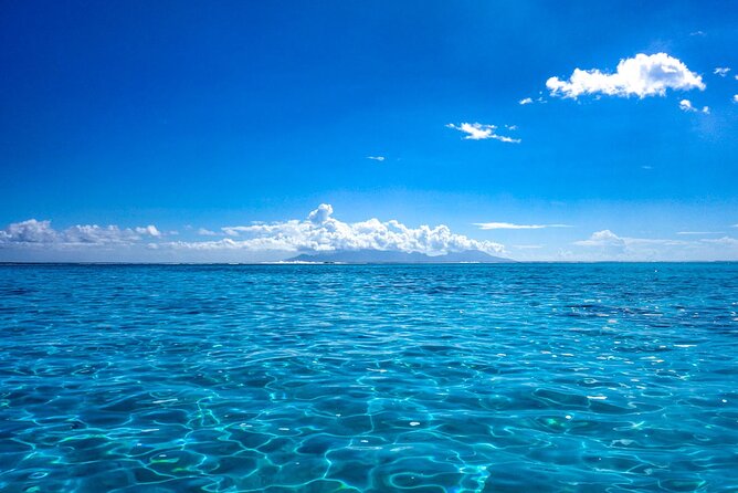 3h dolphin and snorkeling tour in a wild lagoon with Mobydick - How the guides shape the experience