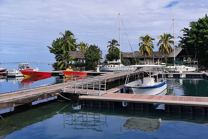 3h dolphin and snorkeling tour in a wild lagoon with Mobydick - What the $144.54 price really buys