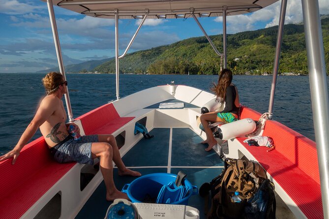 3h dolphin and snorkeling tour in a wild lagoon with Mobydick - Morning or afternoon: choosing the right departure