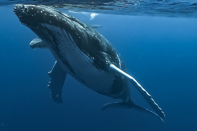 4 Hour Private Humpback Whales Encounter in Moorea - Key points at a glance