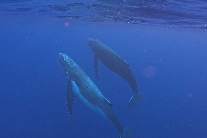 4 Hour Private Humpback Whales Encounter in Moorea - Starting at Coco Beach Restaurant Parking
