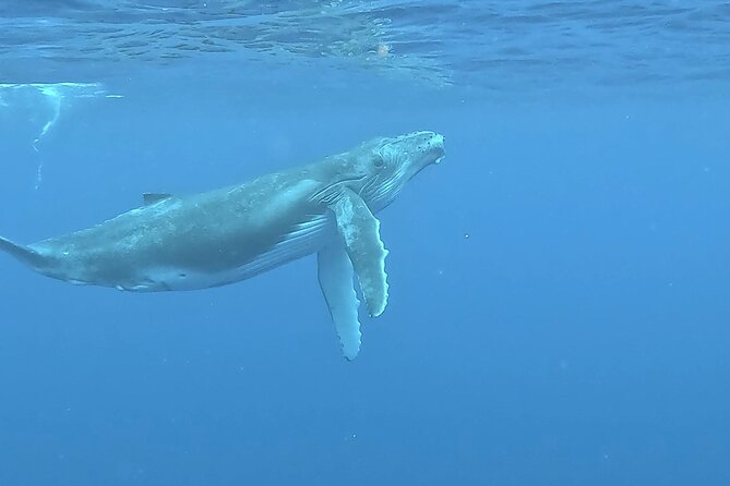 4 Hour Private Humpback Whales Encounter in Moorea - Learning about Moorea beyond the whales