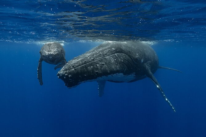 4 Hours of Humpback Whale Watching in Tahiti - Meeting the boat in Punaauia