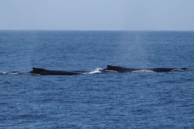 4 Hours of Humpback Whale Watching in Tahiti - Snorkeling with whales is conditional