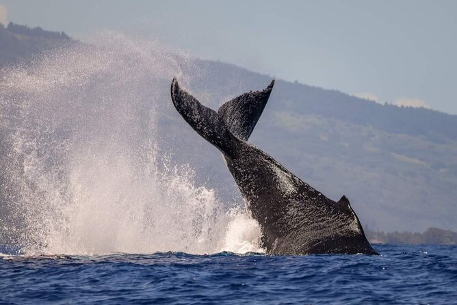 4 Hours of Humpback Whale Watching in Tahiti - What the four hours feel like
