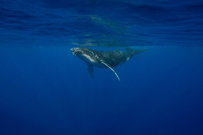4 Hours of Humpback Whale Watching in Tahiti - Searching Tahiti’s waters for humpback whales