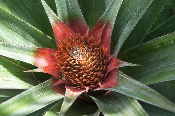 4x4 Tour – Culture, Crafts and Agritourism in Raiatea - Starting at Uturoa ferry terminal