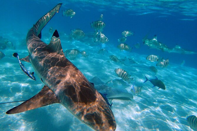6 Hour Private Boat Activity with Snorkeling & Lunch - A private morning on Moorea’s lagoon
