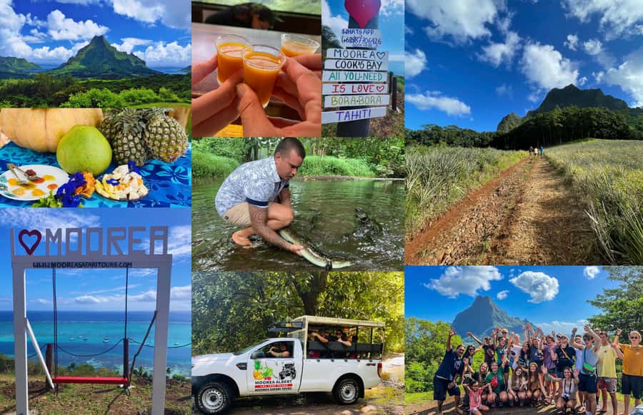 Albert Tours Excursion Safari - Moorea Safari tours&pick up - Pineapple fields and the Pineapple Route