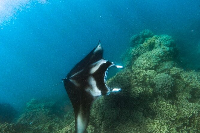 An Immersed Day in Bora Bora with O-sea - The coral garden and tropical fish