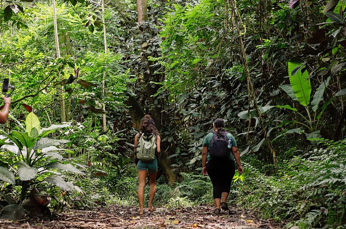 AOA Polynesian Forests - Hiking Sanctuary Biodiversity Tahiti - What the four-hour schedule feels like