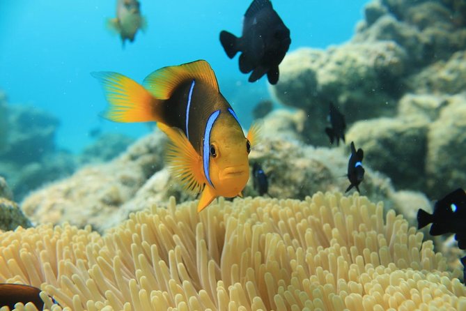 Aqua Safari Introductory Helmet Dive (Underwater Walk) - Timing, weather, and practical planning