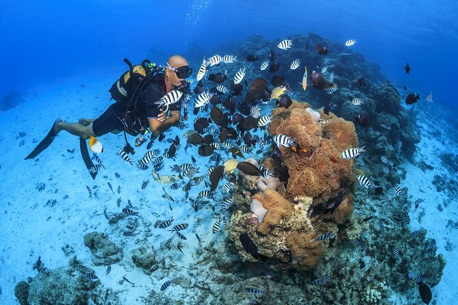 Baptism diving in the turquoise waters of Tahiti - Meeting at the InterContinental Tahiti Resort