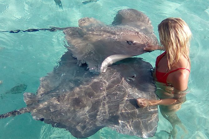 Best Way to Interact with Ocean Wildlife with Lunch. 6H - Stop three: stingrays, reef sharks, and shallow water