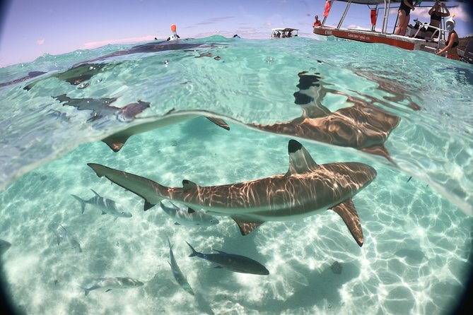 Best Way to Interact with Ocean Wildlife with Lunch. 6H - Food, drinks, and the value of $174.02