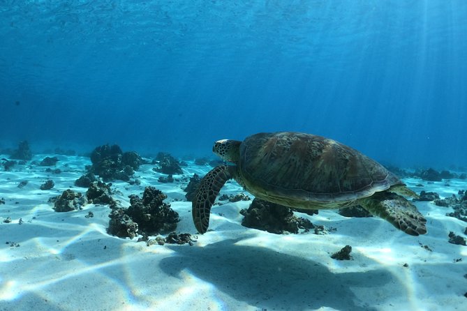 Best Way to Interact with Ocean Wildlife with Lunch. 6H - Timing, meeting point, and pickup details