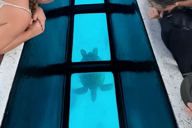 Best Way to Interact with Ocean Wildlife with Lunch. 6H - Who should book this experience?