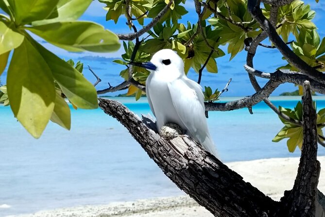 BLUE LAGOON | Eco-tour | Snorkeling Avatoru | Secret Green Lagoon - The eco-tour: shark nurseries, seabirds, and coral