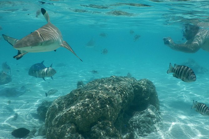 Boat tour 1/2 day Excursion in the lagoon of Moorea - Turtles, Dolphins, and Moorea’s Daily Surprises
