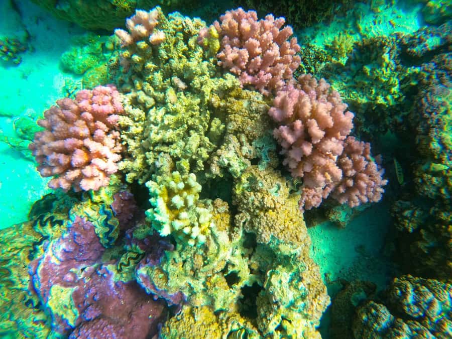 Bora Bora: 1/2 day Coral Discovery tour - Shared tour - Key points to know before you book