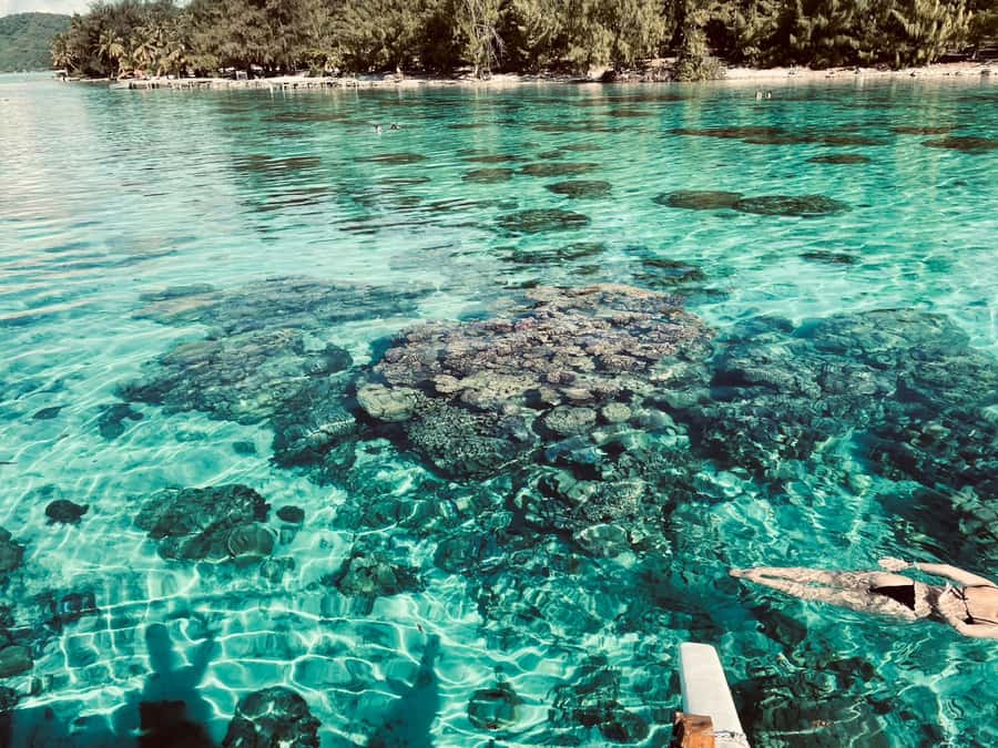 Bora Bora: 1/2 day Coral Discovery tour - Shared tour - Stop one: getting familiar with Bora Bora’s coral world