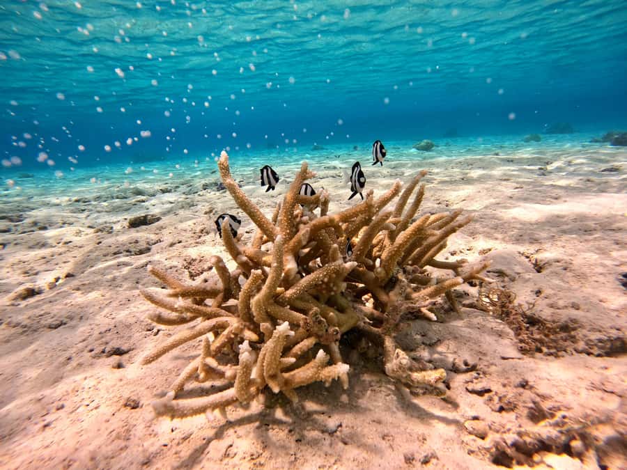 Bora Bora: 1/2 day Coral Discovery tour - Shared tour - Stop two: coral gardens and the lagoon’s marine life