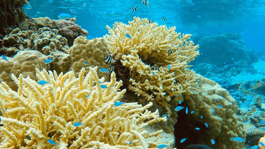Bora Bora: 1/2 day Coral Discovery tour - Shared tour - Why the marine biology angle adds real value