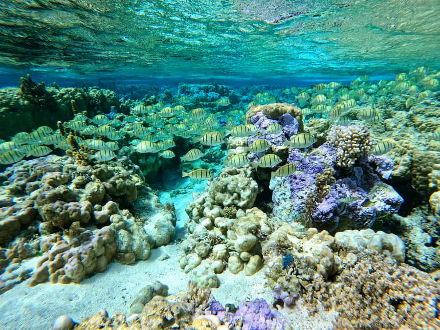 Bora Bora: 1/2 day Coral Discovery tour - Shared tour - What the small group of eight changes