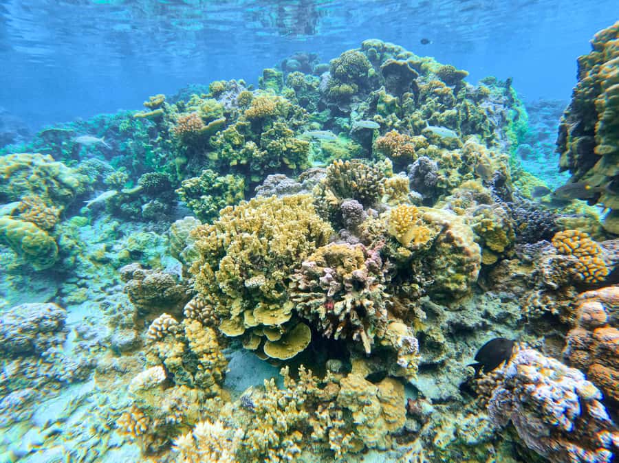 Bora Bora: 1/2 day Coral Discovery tour - Shared tour - Is $148 a fair price?