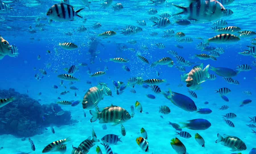 Bora Bora: 1/2 day Coral Discovery tour - Shared tour - The boat ride and pickup around Bora Bora