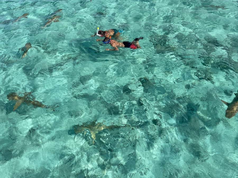 Bora Bora: 1/2 day lagoon safari - Shared tour - Setting out across Bora Bora’s lagoon