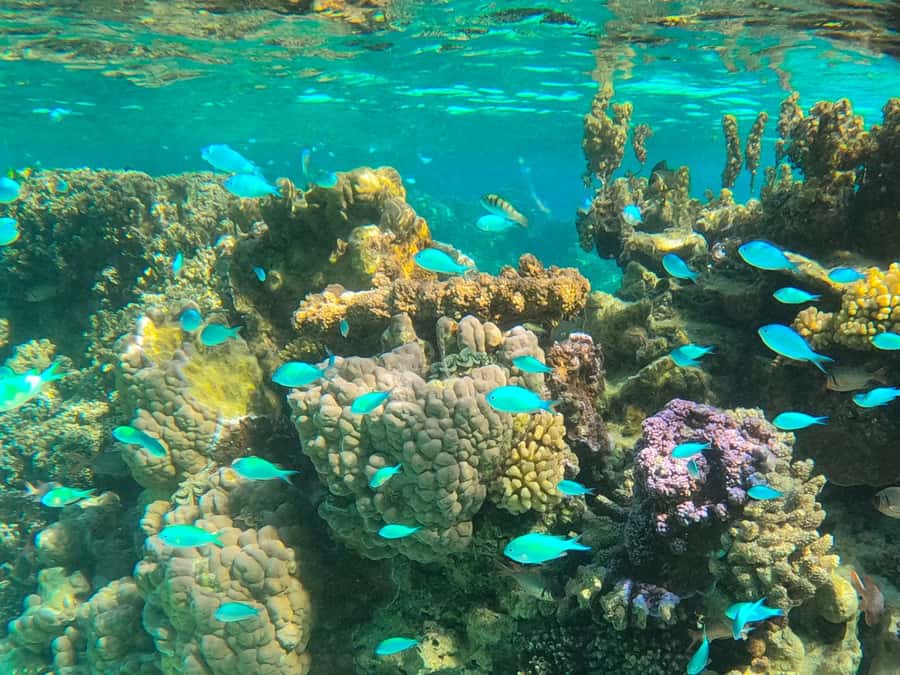 Bora Bora: 1/2 day lagoon safari - Shared tour - The coral garden: fish, clams, and a closer look at the reef
