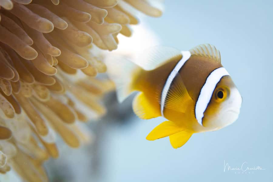 Bora Bora: 1 afternoon dive for certified divers - What the 15 to 20 meter session feels like