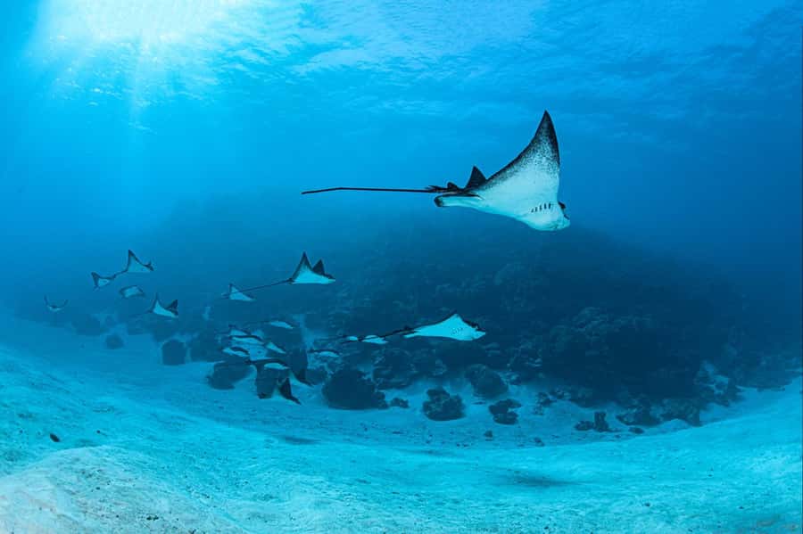 Bora Bora: 1 afternoon dive for certified divers - Your afternoon schedule from pick-up to return